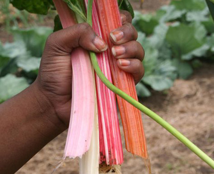 Fresh Chard